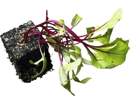 Sazenice červené řepy s kořenovým balem