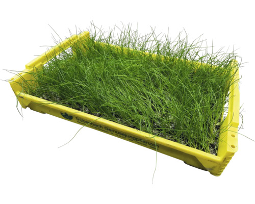 Pažitka v žluté výsevní misce