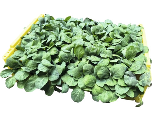 Bedna s mladými sazenicemi zelí