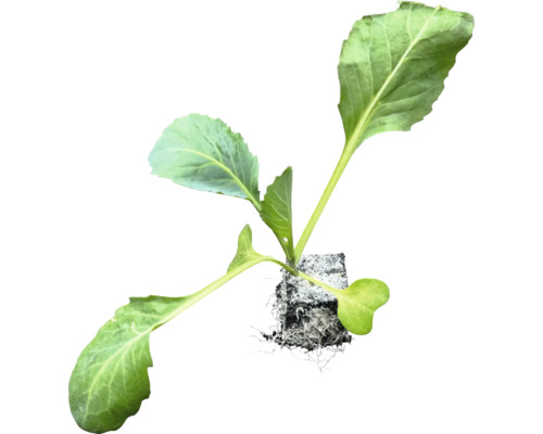 Sazenice kedlubny s kořenovým balem