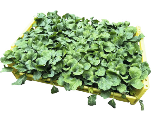 Sazenice kedlubny ve žluté bedně do zahrady