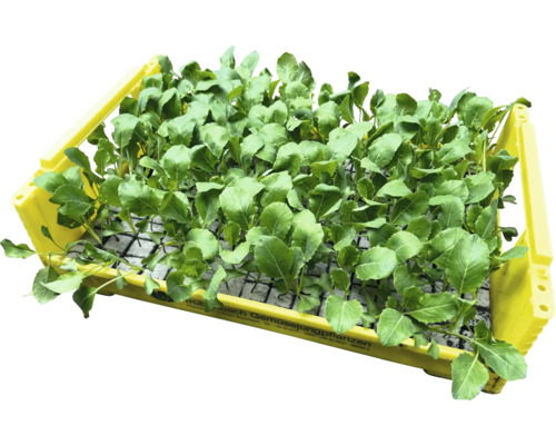 Sazenice zeleniny v žluté bedně pro zahradnictví