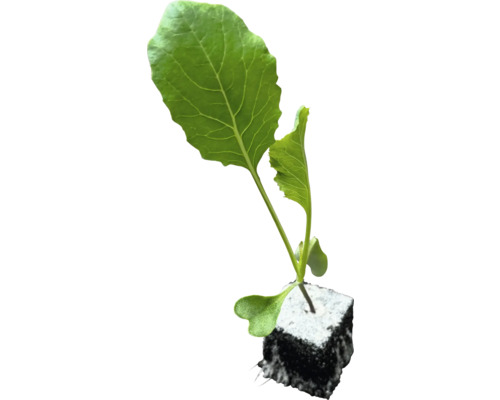 Mladá rostlina s kořenovým balem