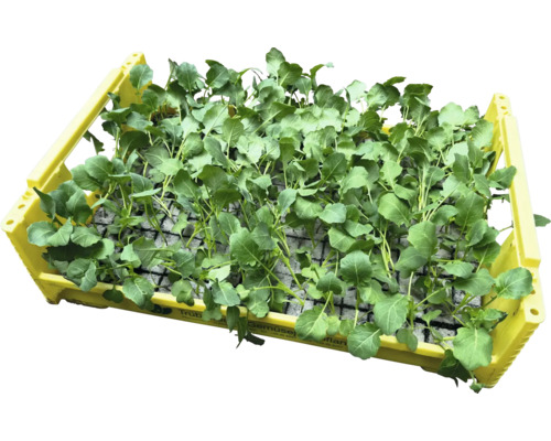 Sazenice zeleniny v žluté plastové přepravce