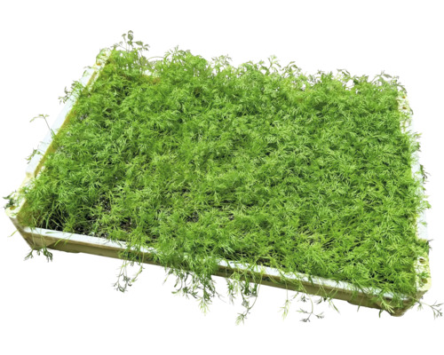 Sadbovací miska s koprem