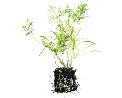 Kopr rostlina s kořenovým balem.