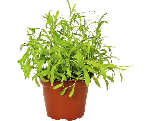 Pelyněk estragon BIO FloraSelf Bio Artemisia dracunculus květináč Ø 12 cm