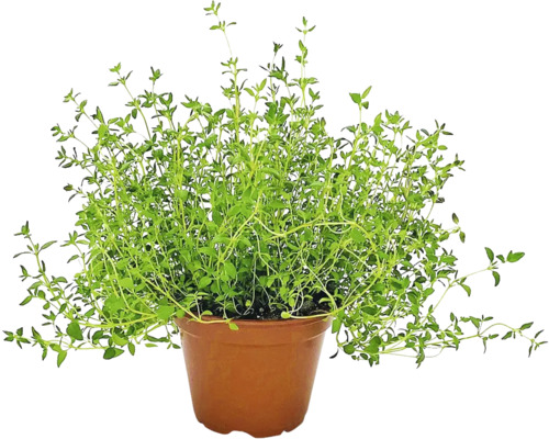 Tymián BIO FloraSelf Bio Thymus vulgaris květináč Ø 12 cm