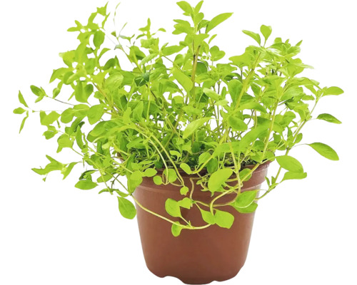 Majoránka BIO FloraSelf Bio Origanum majorana květináč Ø 12 cm