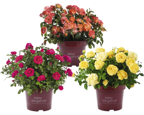 Tři růžové keře značky Easy Elegance různých barev v květináčích