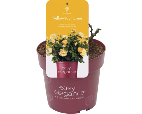 Žlutá keřová růže Yellow Submarine v květináči