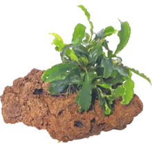 Akvarijní rostlina na lávovém kameni