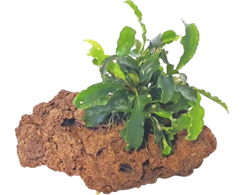 Akvarijní rostlina na lávovém kameni