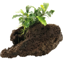 Akvarijní rostlina na lávovém kameni