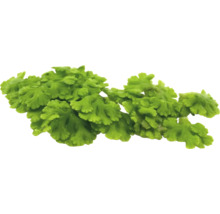 Rostlinný mech kapradina