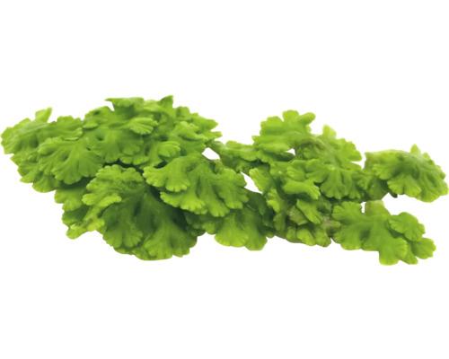 Rostlinný mech kapradina