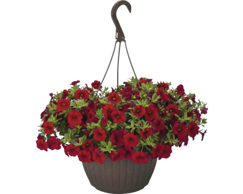 Minipetúnie, Million Bells FloraSelf Calibrachoa 'Lia Dark Red' květináč Ø 12 cm Závěsná petúnie s červenými květy v závěsném květináči.