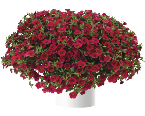 Převislé petúnie v květináči