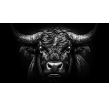 Černobílý portrét býka s rohy