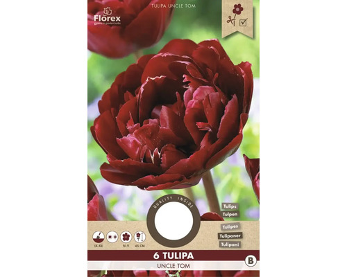 Tulipány 'Uncle Tom' 6 ks
