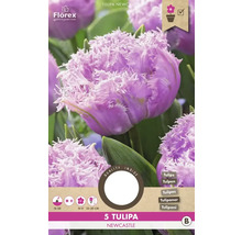 Balení 5 cibulí tulipánu Newcastle
