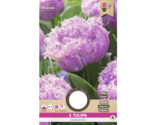 Tulipány 'Newcastle' 5 ks
