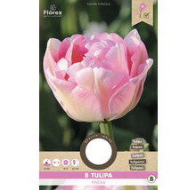 Tulipány 'Finola' 8 ks