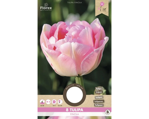 Tulipány 'Finola' 8 ks
