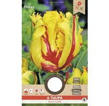Cibule tulipánu Texas Flame, balení po 6 kusech