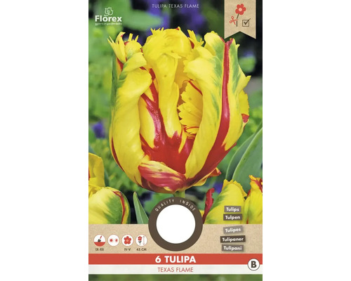 Tulipány 'Texas Flame' 11/12 6 ks