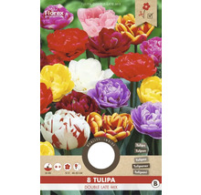 Tulipány 'Double Late selected Mix' 8 ks
