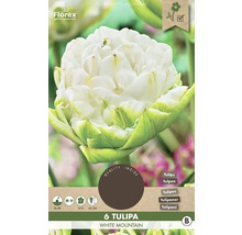 Tulipány 'White Mountain' 11/12 6 ks