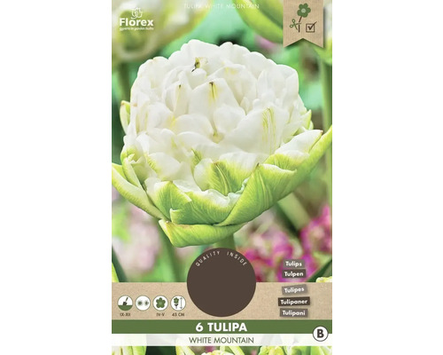 Tulipány 'White Mountain' 11/12 6 ks