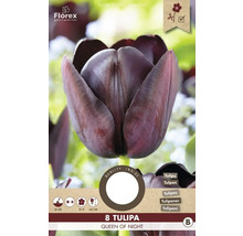 Balení osmi tulipánů Queen of Night