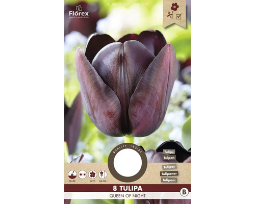 Tulipány 'Queen of Night' 8 ks