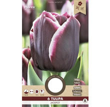 Balení tulipánů Jackpot, 6 kusů