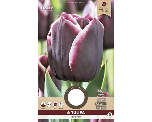 Tulipány 'Jackpot' 6 ks