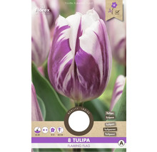 Tulipán Flaming Flag, 8 kusů