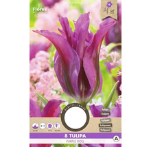 Tulipán Florex Purple Doll, balení po osmi kusech