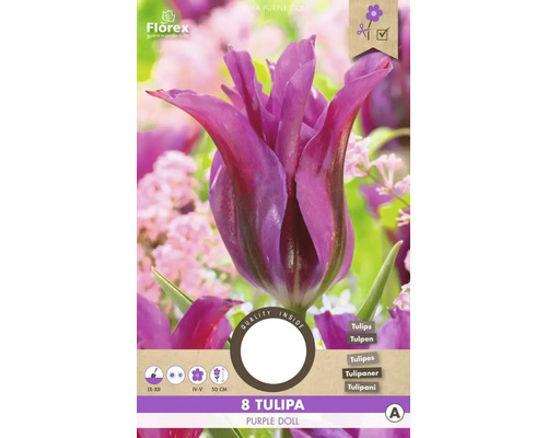 Tulipány 'Purple Doll' 11/12 8 ks