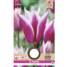 Balení tulipánů Claudia, 8 kusů
