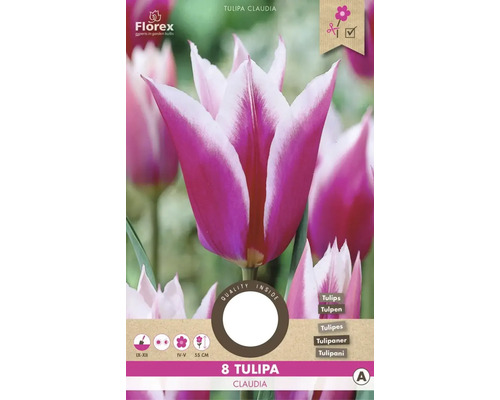 Tulipán liliokvětý 'Claudia' 11/12 8 ks