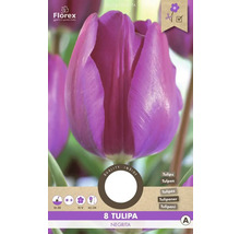 Tulipány 'Negrita' 11/12 8 ks