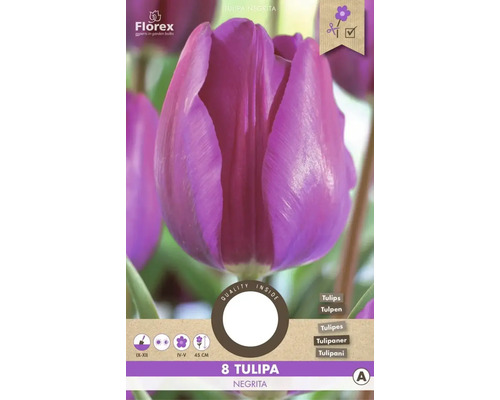 Tulipány 'Negrita' 11/12 8 ks