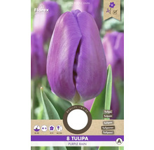 Balení osmi fialových tulipánů odrůdy Purple Rain