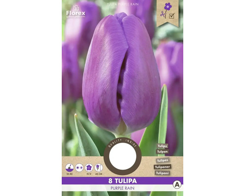 Tulipány 'Purple Rain' 11/12 8 ks