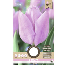Tulipány 'Candy Prince' 8 ks