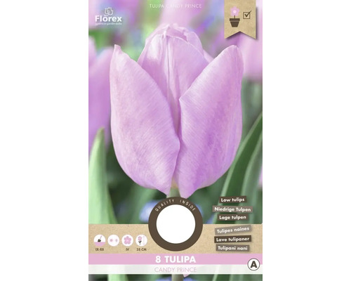 Tulipány 'Candy Prince' 8 ks