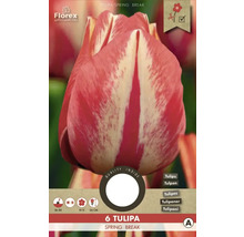 Tulipány 'Spring break' 6 ks