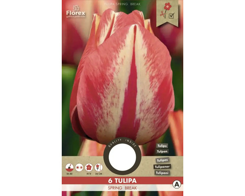 Tulipány 'Spring break' 6 ks